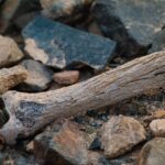 Minerali essenziali per prevenire l'osteoporosi, con focus su calcio e vitamina D.