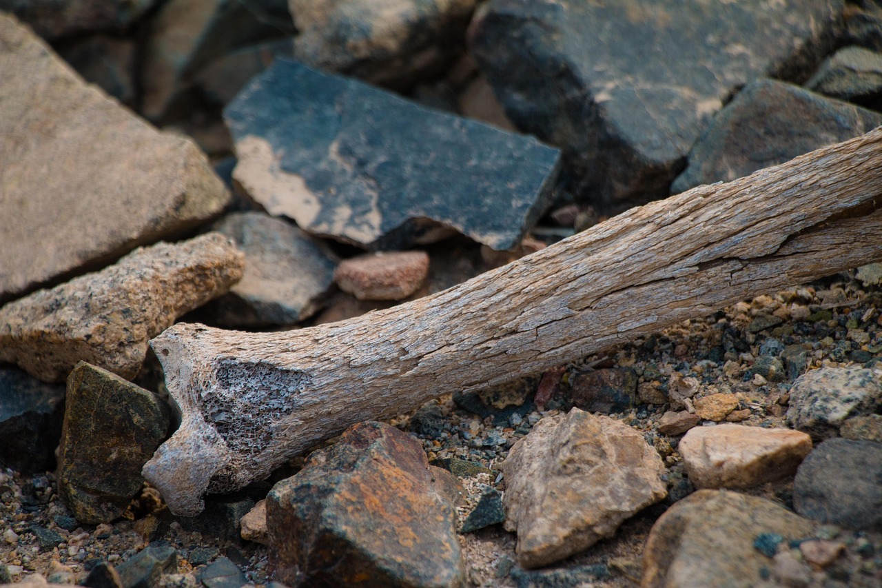 Minerali essenziali per prevenire l'osteoporosi, con focus su calcio e vitamina D.