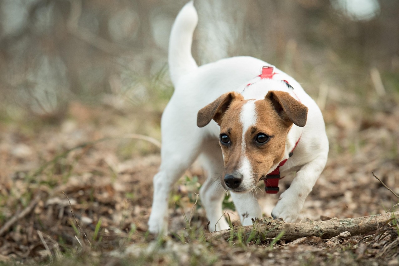 Cane che scava nel giardino, evidenziando il suo comportamento naturale e curiosità.