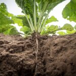 Immagine di ortaggi e piante che competono per le radici nel giardino.