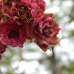 Rosa con foglie ingiallite e macchie scure, segnali di malattia da monitorare nel giardino.