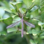 Zanzara femmina depone uova in un vaso di fiori nel giardino.