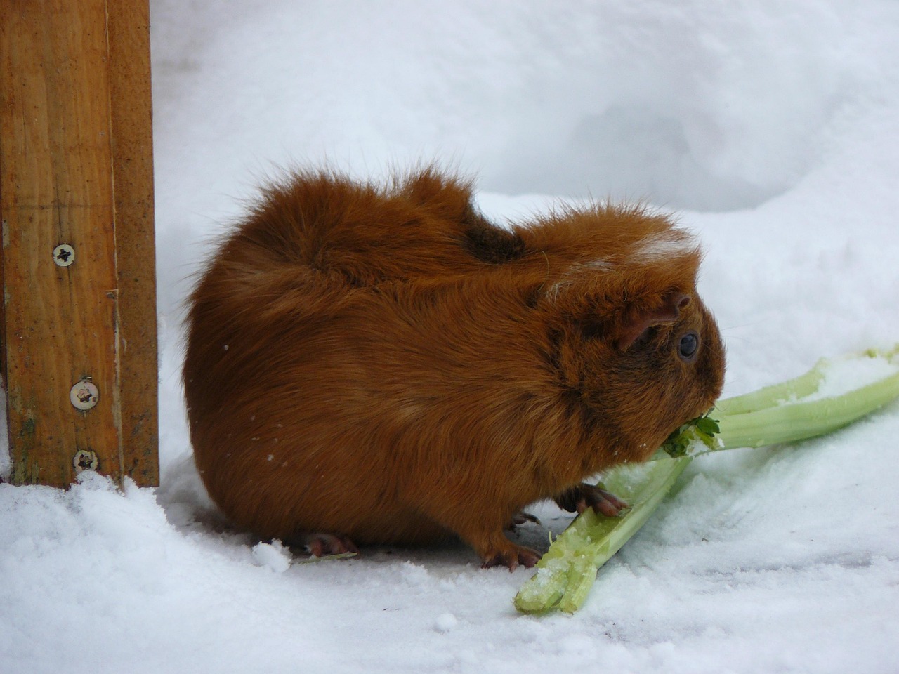 Ragazzo che assaggia la neve in un parco, espressione divertita ma inconsapevole dei rischi.