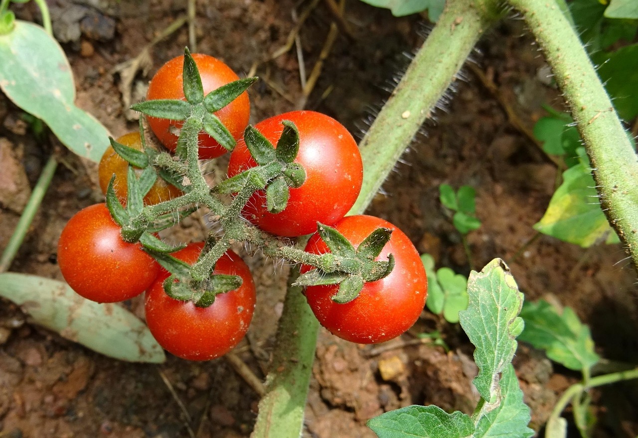 Cenere di legno sparsa intorno a piante di pomodori in un giardino.