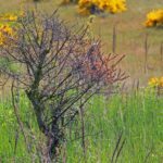 Rami secchi che germogliano nuovamente, mostrando foglie verdi e segni di vita.