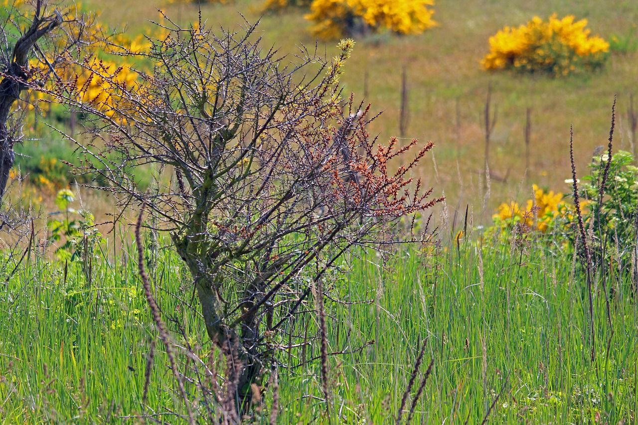 Rami secchi che germogliano nuovamente, mostrando foglie verdi e segni di vita.