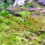 Muschio verde su prato, evidenziando problemi di salute del terreno e cura del giardino.