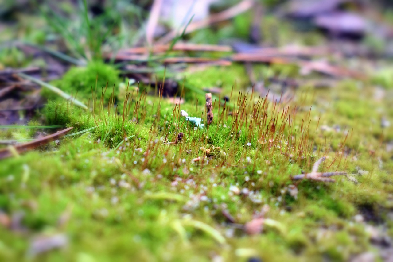 Muschio verde su prato, evidenziando problemi di salute del terreno e cura del giardino.