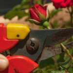 Potatura di rose in primavera per fioriture abbondanti, con strumenti e tecniche dimostrative.