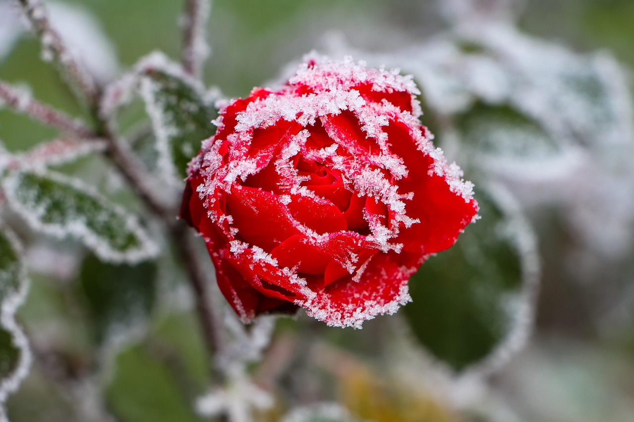 Rosa in giardino con fiori colorati, pronta per la cura di marzo.