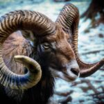 Ariete in un cielo stellato, simbolo di fortuna e successi nel 2026.